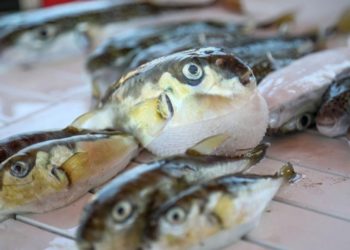 Cumhurbaşkanı imzasıyla Resmi Gazete'de yayımlandı; balon balığı avlayanlara &ouml;deme yapılacak