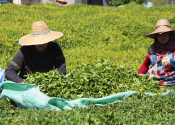 En çok Koronavirüs vakası görülen iller arasındaki Rize'de, 'çay göçü' endişesi