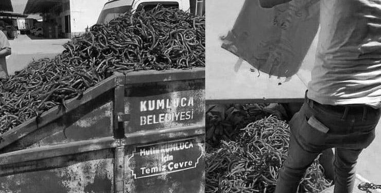 Halde ‘israfı gördük’: Çiftçi ürününü satamadı, tonlarcası çöpe atıldı