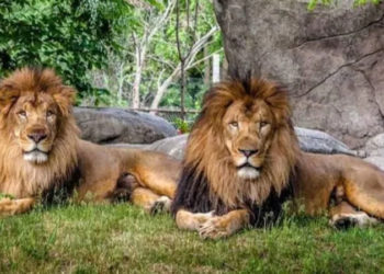 Hindistan'da hayvanat bahçesindeki 8 aslan Koronavirüs'e yakalandı