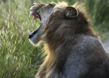 Hindistan'da iki aslan koronavirüse yakalandı