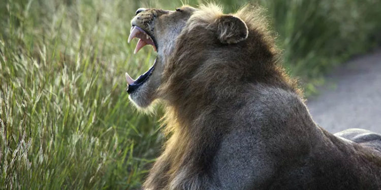 Hindistan'da iki aslan koronavirüse yakalandı