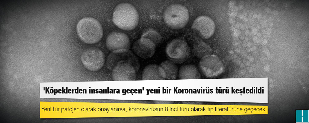 'Köpeklerden insanlara geçen' yeni bir Koronavirüs türü keşfedildi