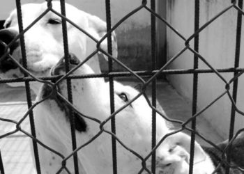 Kapıdaki pitbull köpekler de kumarbazları basılmaktan kurtaramadı