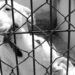 Kapıdaki pitbull köpekler de kumarbazları basılmaktan kurtaramadı