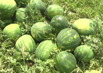 Karpuz üreticileri isyan etti: AKP üyesiyim; yaktınız bizi, mahvettiniz!