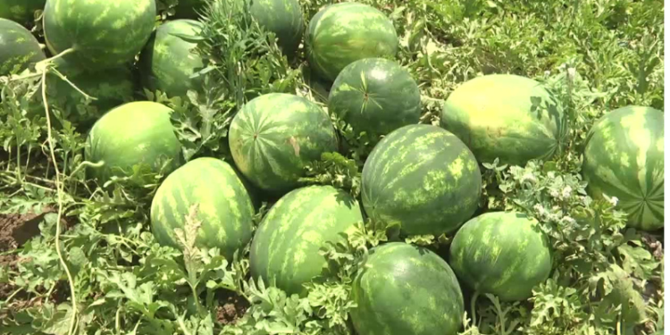 Karpuz üreticileri isyan etti: AKP üyesiyim; yaktınız bizi, mahvettiniz!