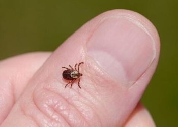 Kene ısırması nedeniyle 7 kişi hastaneye kaldırıldı