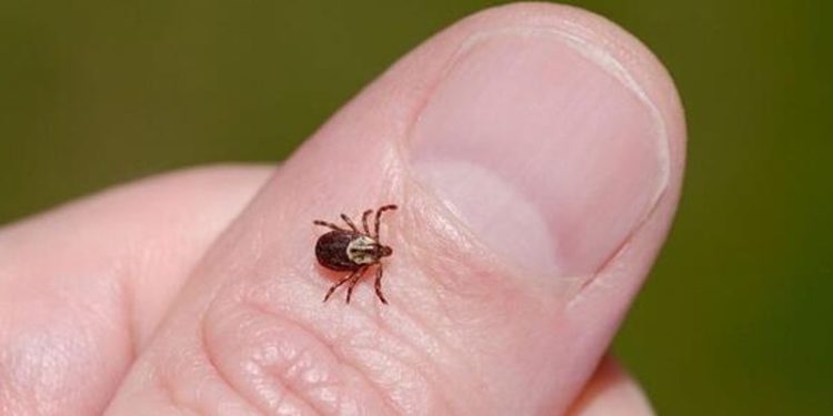 Kene ısırması nedeniyle 7 kişi hastaneye kaldırıldı