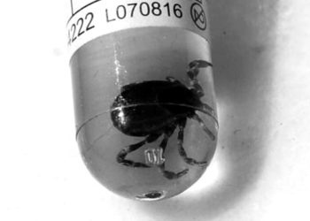 Kene ısırması sonucu KKKA’ya yakalanan besici hayatını kaybetti