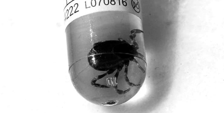 Kene ısırması sonucu KKKA’ya yakalanan besici hayatını kaybetti