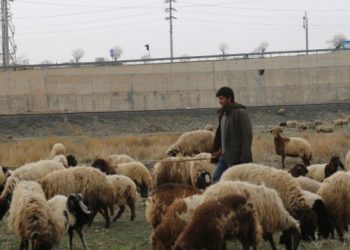 Koçerler yayla yolunda