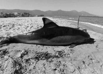 Kuşadası’nda sahile ölü yunus vurdu: Vücudunda delici alet yaraları var