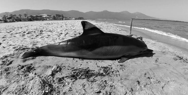 Kuşadası’nda sahile ölü yunus vurdu: Vücudunda delici alet yaraları var