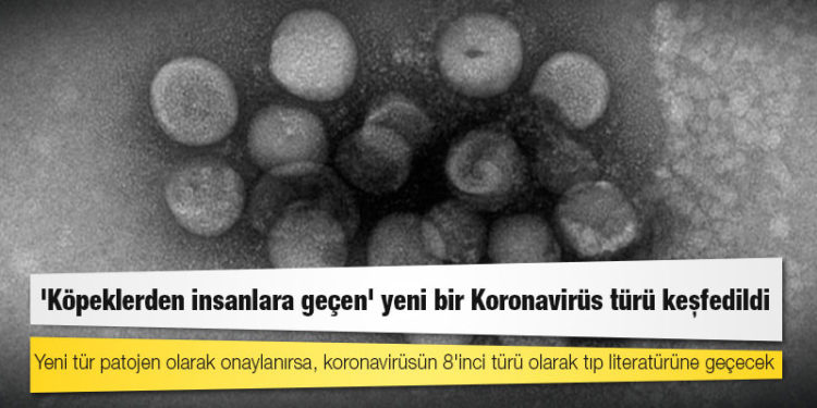 'Köpeklerden insanlara geçen' yeni bir Koronavirüs türü keşfedildi