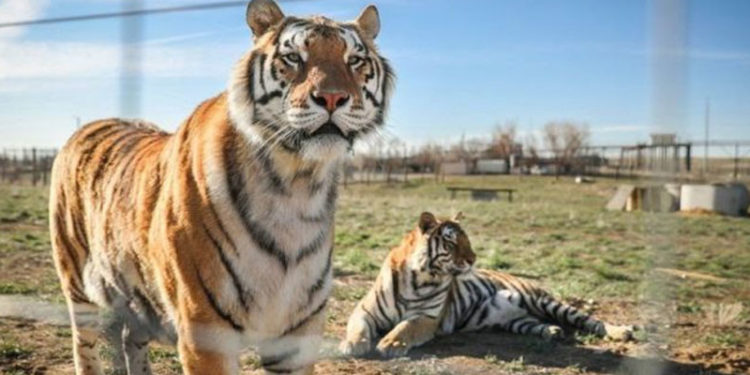 Netflix'in Tiger King dizisinin çekildiği hayvan parkındaki 68 büyük kediye el konuldu