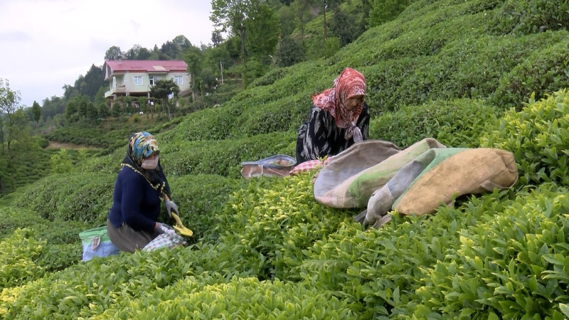 Rize Valisi'nden 'çay göçü' ile gelenlere uyarı: Pandemi kurallarına uymazsak sıkıntılı sürece girebiliriz