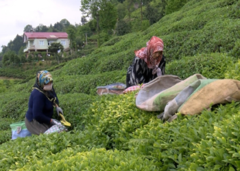 Rize Valisi'nden 'çay göçü' ile gelenlere uyarı: Pandemi kurallarına uymazsak sıkıntılı sürece girebiliriz