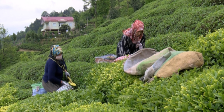 Rize Valisi'nden 'çay göçü' ile gelenlere uyarı: Pandemi kurallarına uymazsak sıkıntılı sürece girebiliriz