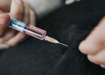 Rusya hayvanlara Covid aşısı uygulamaya başlıyor