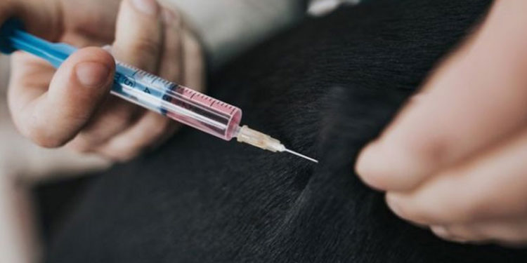 Rusya hayvanlara Covid aşısı uygulamaya başlıyor