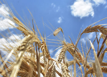 Rusya ihraç ettiği buğdayın Türkiye'de un, makarnaya çevrilmesinden rahatsız oldu; dönüşüm projesi başlatıp başına Türk profesörü getirdi