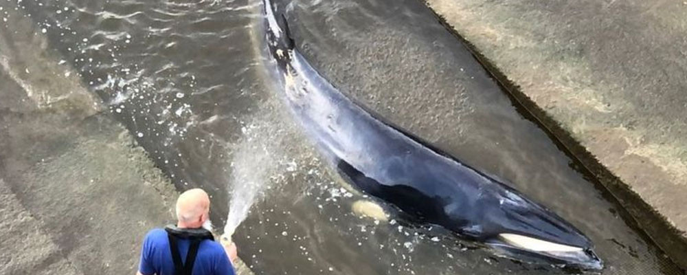 Thames nehrine giren 4 metre uzunluğundaki balina için kurtarma operasyonu yapıldı