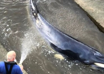 Thames nehrine giren 4 metre uzunluğundaki balina için kurtarma operasyonu yapıldı