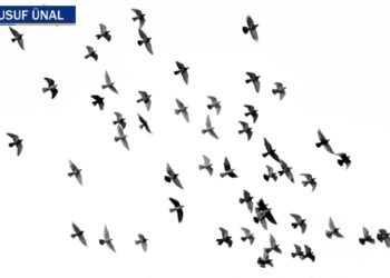 Uçup gitti işte sahur kuşları