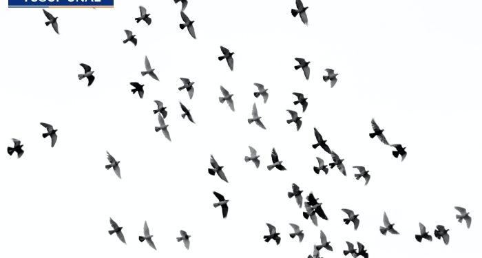 Uçup gitti işte sahur kuşları