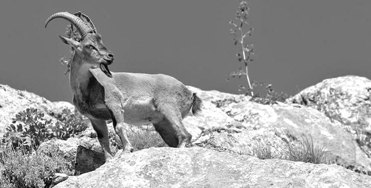 Yaban keçisi avlayan altı kişiye toplam 166 bin lira ceza