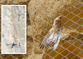 İBB yanlıştan döndü, çelik ağlar sökülüyor; kerkenezler artık özgür