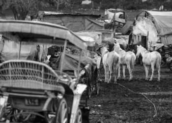 İmamoğlu’ndan Erdoğan’a ‘karşı hamle’: Adalar’daki atlar için soruşturma istedi