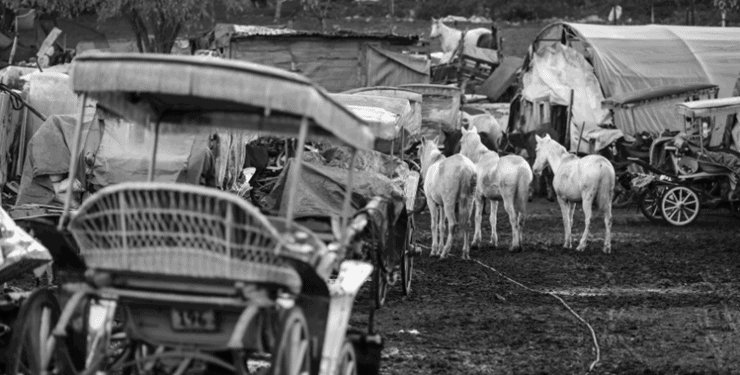 İmamoğlu’ndan Erdoğan’a ‘karşı hamle’: Adalar’daki atlar için soruşturma istedi