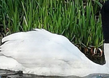 İngiltere'de polisler bir kuğunun kafasına çorap geçirenleri arıyor