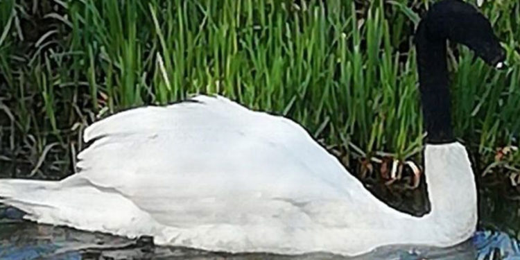 İngiltere'de polisler bir kuğunun kafasına çorap geçirenleri arıyor