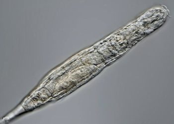 Donmuş toprak tabakasında bulunan mikroskobik canlı 24 bin yıl hayatta kaldı