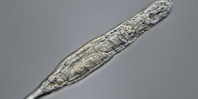 Donmuş toprak tabakasında bulunan mikroskobik canlı 24 bin yıl hayatta kaldı