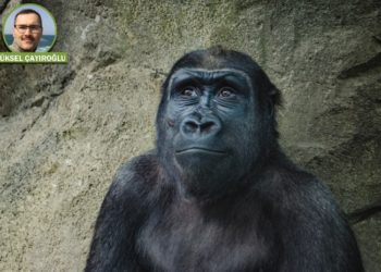 20. Yazı: Kur’ân’da hayvan türlerinin yaratılışıyla ilgili bilgi var mıdır?