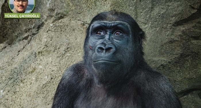 20. Yazı: Kur’ân’da hayvan türlerinin yaratılışıyla ilgili bilgi var mıdır?