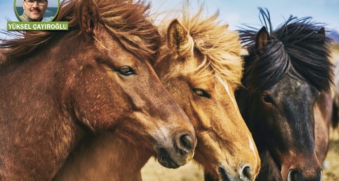 21. Yazı: Evrim teorisi hakkında son sözler