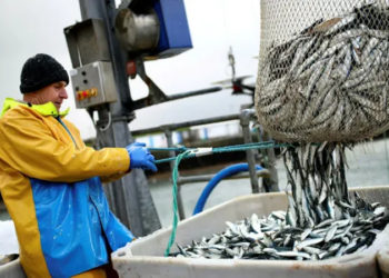 AB ve İngiltere balıkçılık kotalarında anlaştı