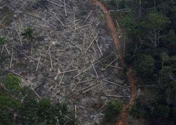 Amazon'da yasa dışı ağaç kesimine karışmakla suçlanan Brezilya Çevre Bakanı istifa etti