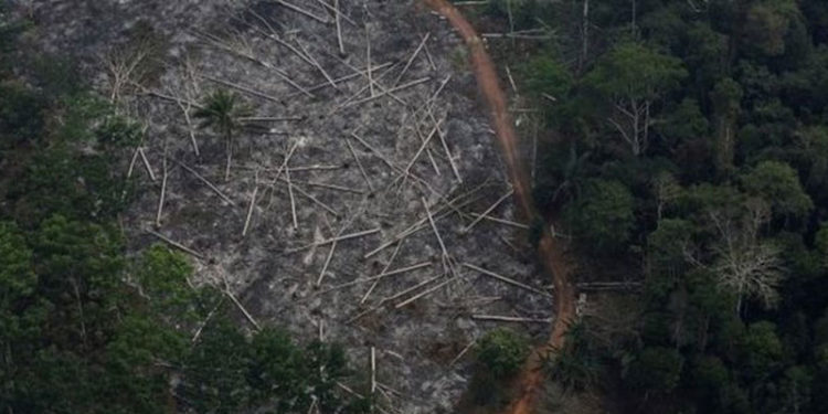 Amazon'da yasa dışı ağaç kesimine karışmakla suçlanan Brezilya Çevre Bakanı istifa etti