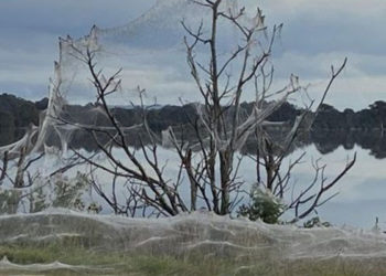 Avustralya'da sel bölgesini dev örümcek ağları kapladı