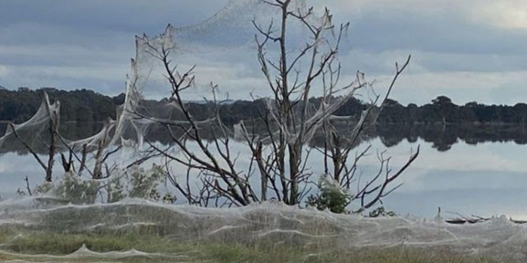 Avustralya'da sel bölgesini dev örümcek ağları kapladı