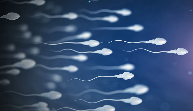 Coronavirus aşısı sperm sayısını etkilemiyor