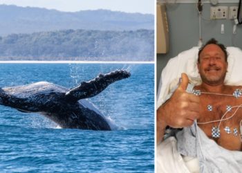 Dev balina, avlanmak için dalış yapan adamı ağzına alıp tükürdü