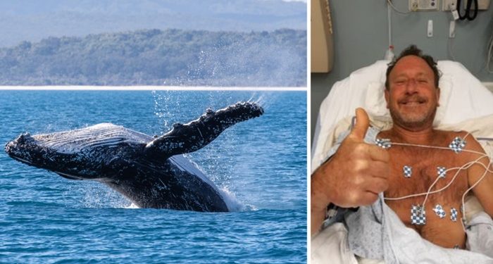 Dev balina, avlanmak için dalış yapan adamı ağzına alıp tükürdü