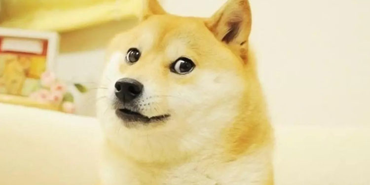 Doge'nin ünlü fotoğrafı NFT yoluyla 4 milyon dolara satıldı